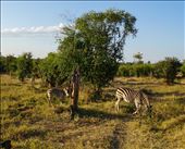 by krodin, Views[432]