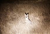 by krodin, Views[558]