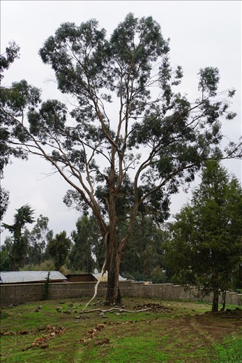 Original eucalyptus tree brought from Australia