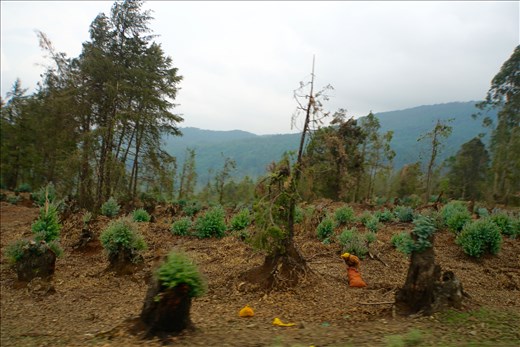 Eucalyptus harvest regeneration