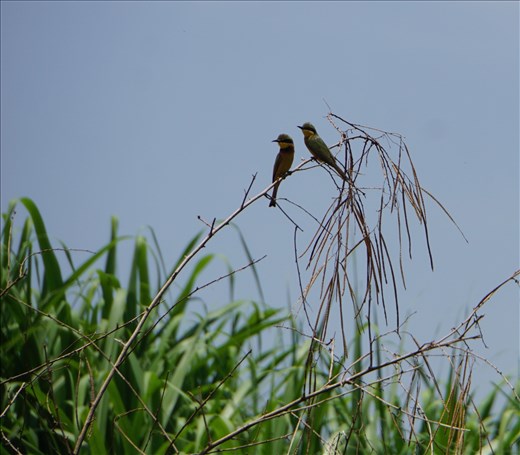 Birds on the Blue Nile