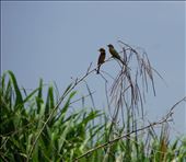 Birds on the Blue Nile: by krodin, Views[353]
