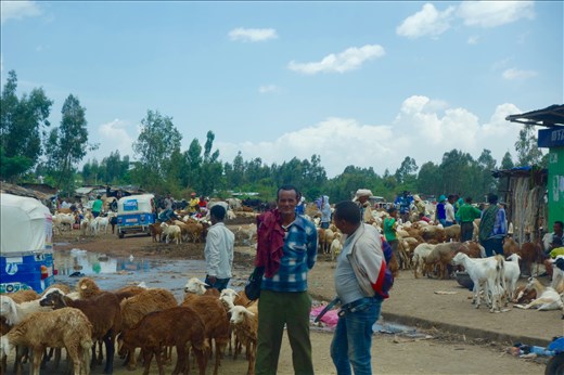 goat market
