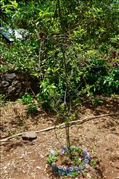 hops tree with plastic bottle barrier: by krodin, Views[400]