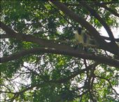 monkey in tree: by krodin, Views[351]