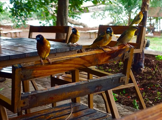 birds on a chair