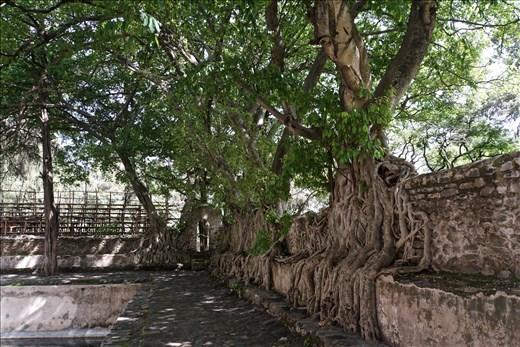 Banyan trees at King Fasilides Bath