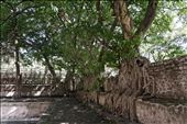 Banyan trees at King Fasilides Bath: by krodin, Views[842]