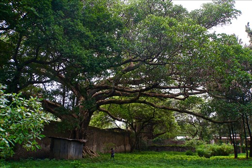 Banyan tree at King Fasilides Bath