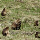 by krodin, Views[327]