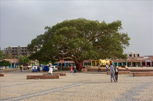 Fig tree in main square Axum