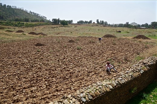 hunting for old coins in the field behind Queen of Sheba's palace