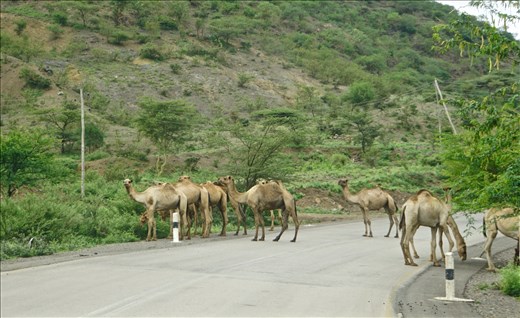 camel road block