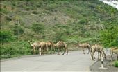 camel road block: by krodin, Views[329]