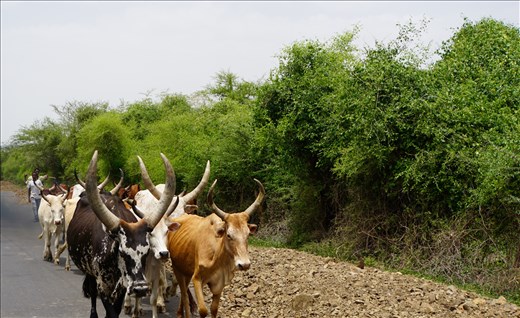 what big horns you have