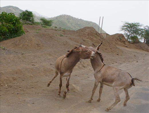 fighting donkeys