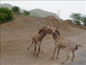 fighting donkeys: by krodin, Views[345]