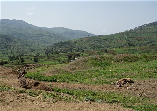 vultures and dead hyenas