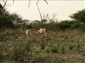 Oryx in Awash Natl. Pk.: by krodin, Views[433]