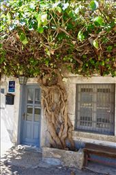 lovers vine Vrsar: by krodin, Views[358]