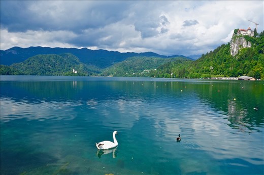 Lake Bled swan and duck