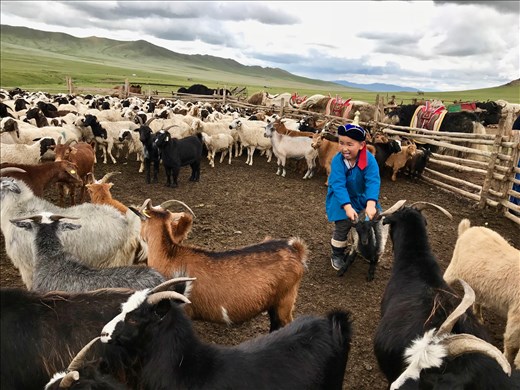 Getting kid for goat milking process