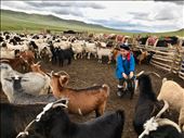 Getting kid for goat milking process: by krodin, Views[216]