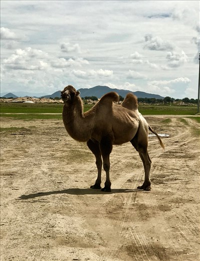 friendly Bactrian camel
