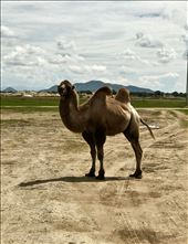 friendly Bactrian camel
: by krodin, Views[218]