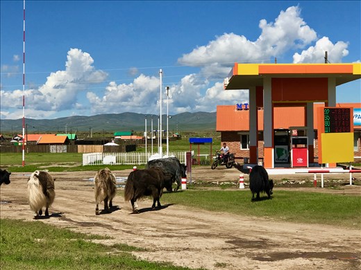 Yaks going to the gas station