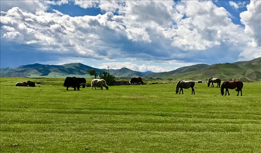 Horses and yaks grazing