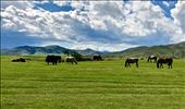 Horses and yaks grazing: by krodin, Views[269]