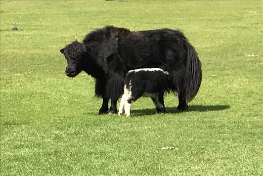Mommy and baby yak