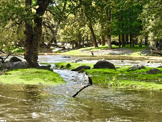 River birds near Orkhon waterfall 