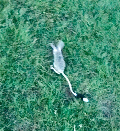 Mongolian kangaroo mouse