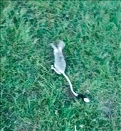 Mongolian kangaroo mouse: by krodin, Views[511]