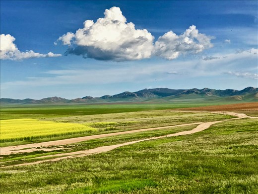 Rapeseed field (Canola oil) and typical landscape