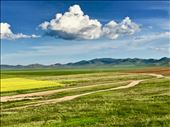Rapeseed field (Canola oil) and typical landscape: by krodin, Views[208]