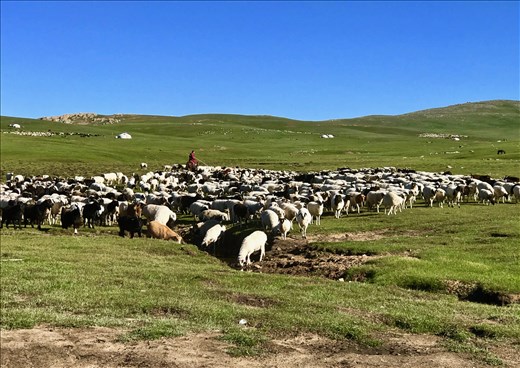 herding sheep and goats