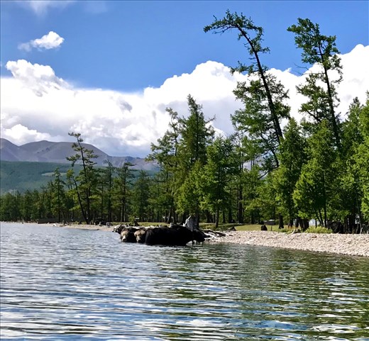 paddling with swimming yaks, Lake Khosvgol