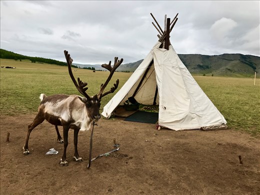 this reindeer doesn't think much of us