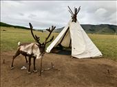 this reindeer doesn't think much of us: by krodin, Views[166]