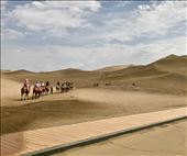 camel trek: by krodin, Views[386]