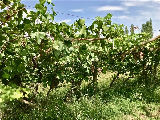 grapes along the road