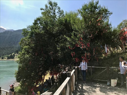 Sacred Elm tree, Tian Chi