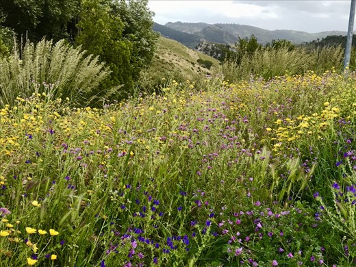 wildflowers in Segesta