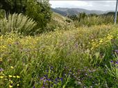 wildflowers in Segesta: by krodin, Views[261]