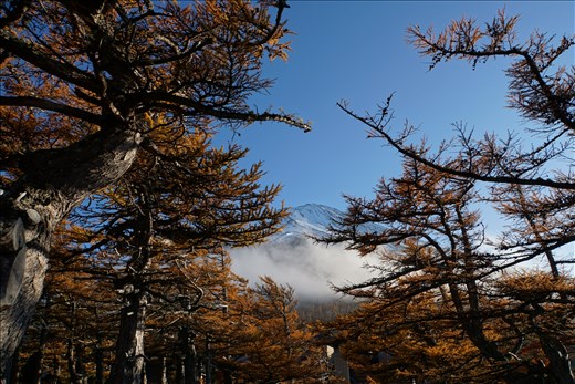 Mt. Fuji through the trees