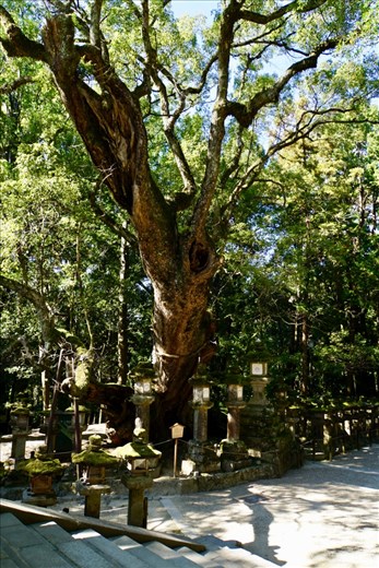Amazing Tree, Nara