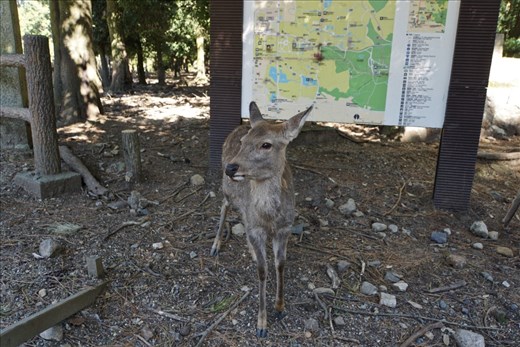 Deer in Nara Deer Park
